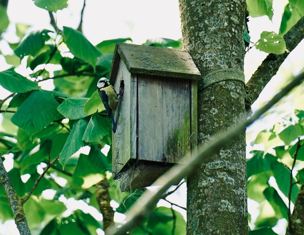 Verander je tuin in een vogeloase: tips en voordelen