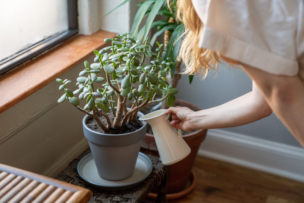 Vrouw geeft haar kamerplanten water bij een zonnig raam