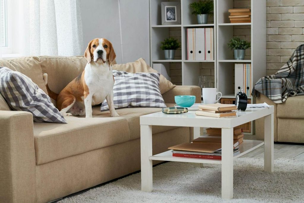 hond binnen in huis