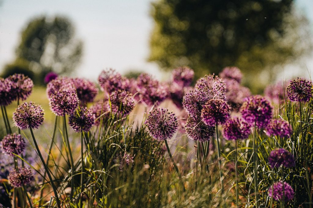 natuurlijke beplanting