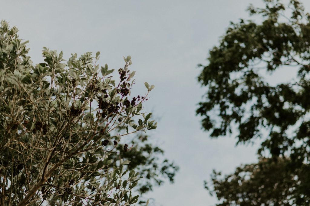 boom kiezen voor een kleine tuin