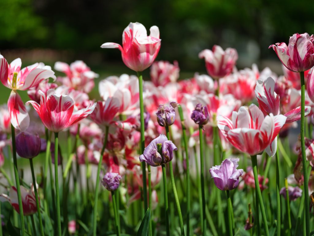 Bloeiende rode en witte tulpen in een border in het voorjaar