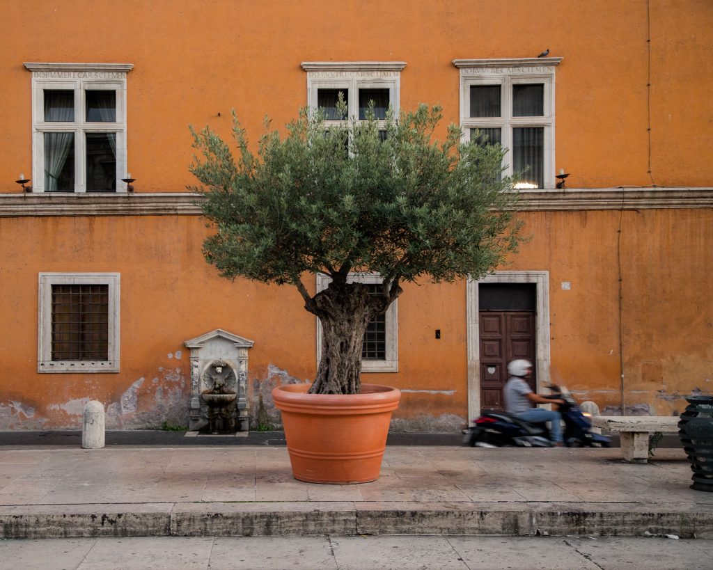 Olijfboom in een grote terracotta pot op een terras voor een oranje gevel