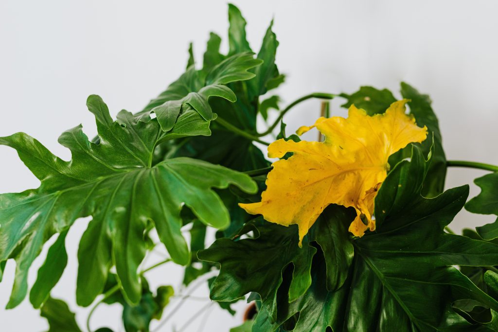Close-up van een philodendron met een geel blad