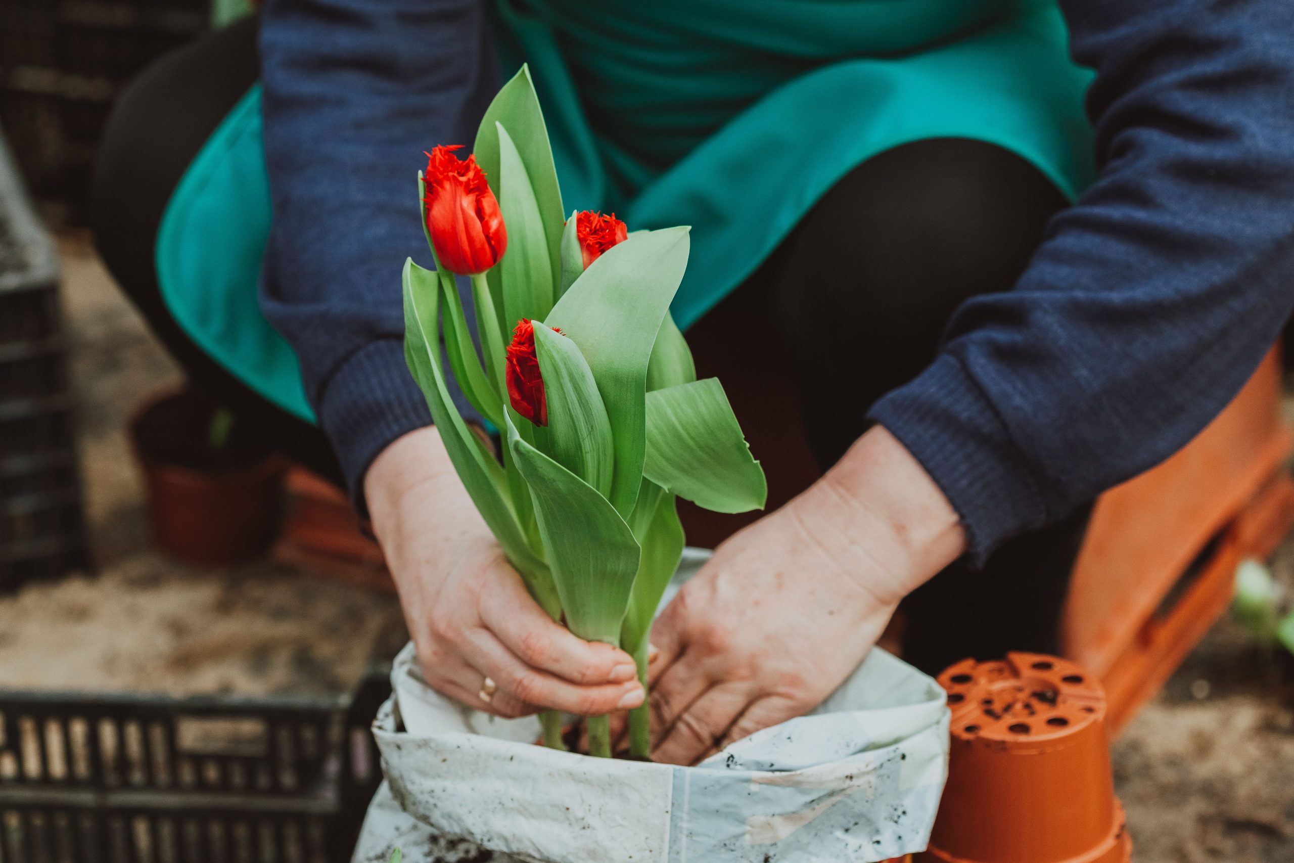 Handen zetten tulpen met kluit in een pot met potgrond