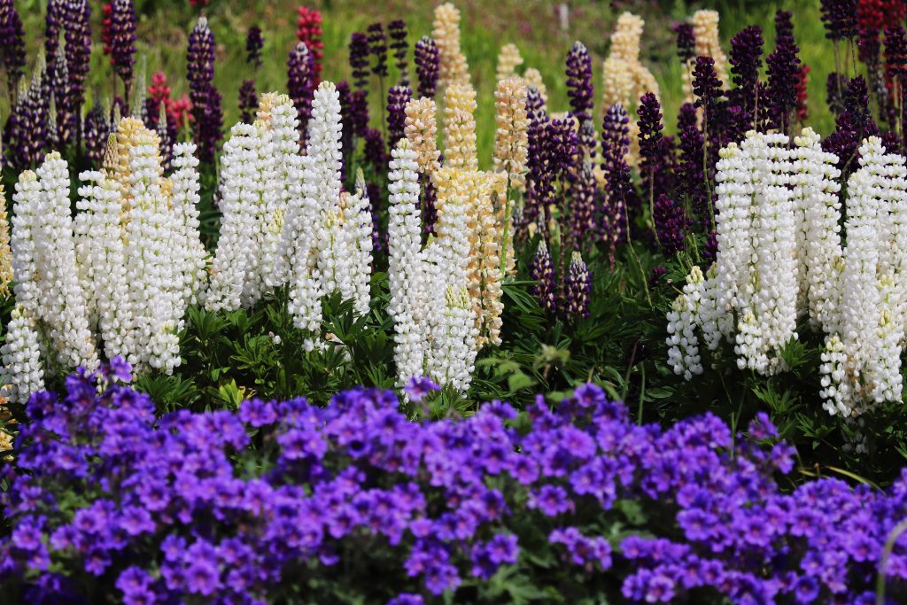 Border met lupines en paarse bloemen in een weelderige tuin